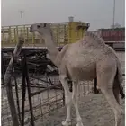 بكره للبيع مشروطه من العيوب