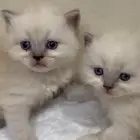 قطط شيرازي