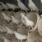 حمام فرنسي للبيع