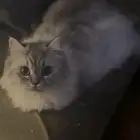 قطه للتبني شيرازي