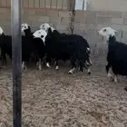 غنم نجد