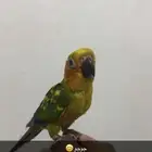 فرخ صن كنيور اليف هدد