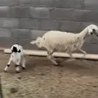جذعه صفراء عليها خروف