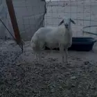 حري فل الفل عمره 4 شهور بري