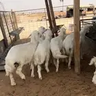 بهم حري نظيف