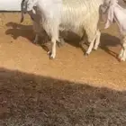 معزاء مصريات مواليد ( جم )