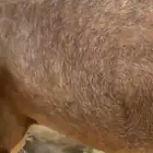للبيع ناقه ساحليه لقحه