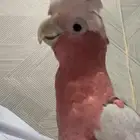 كوكاتو قالا أليف حمامه