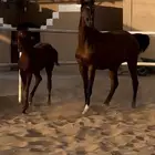 فرس شعبيه معاها مهر