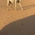 بكره مفروده