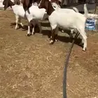 جفار بورقيت بفحلها