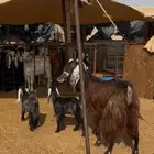 عنز قبرصيه طيبه يتبعها تيس وجفره