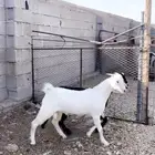 تيوس للبيع