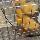 بط للتبني