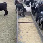 بهم عيال معزا