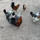 دجاج بلدي وفيومي