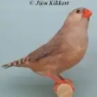 زيبرا أنثى اورنج برست