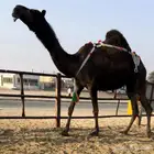عشراء ضروبه مجهم