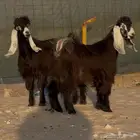 تيوس عوارض جذعان. ( فحول )