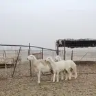 خلفه حريه متومه