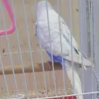 طير بادجي ذكر