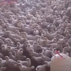 صوص فيومي الامنيوم للبيع