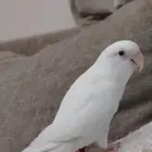 طير فيشر