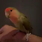 ببغاء روز للبيع