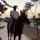 فرس للبيع