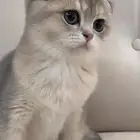 ابي قطه للتبني عمرها شهرين سكوتش فولد انثى سليمه