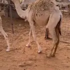 بكرة لبانيه من تحت امها طيبه.