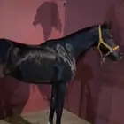 حصان اصيل للبيع