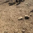 مراح حري ( مواليد ودفيع )