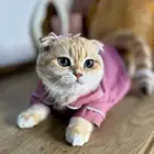 ذكر سكوتش فولد تم البيع