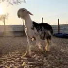 للبيع فحل نجدي