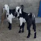 عنقان شحم للبيع