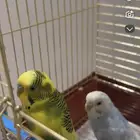 عاشق ومعشوق للبيع