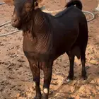 فحل ادهم ادبس جنوبي فاخر - المزاحمية-
