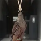 صقر مطلوب نفس التعليقه هذي للسيارة