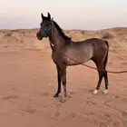 مهر شعبي للبيع