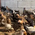 صيصان بلدي
