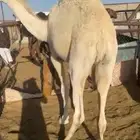 قعود بلدي ع اشرط