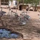 وز للبيع