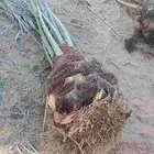 فسايل نخل للبيع جميع الانواع