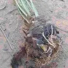 فسايل نخل للبيع جميع الانواع