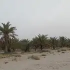 نخل للبيع خلاص