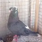 للبيع زوج قنادي كوري قلاب في العشه