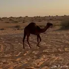 للبيع بكره فريحيه