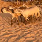 5 جذعات سواكن كايفات