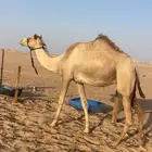 هجن الناقه متلي منتج ولقحه فحل منتج